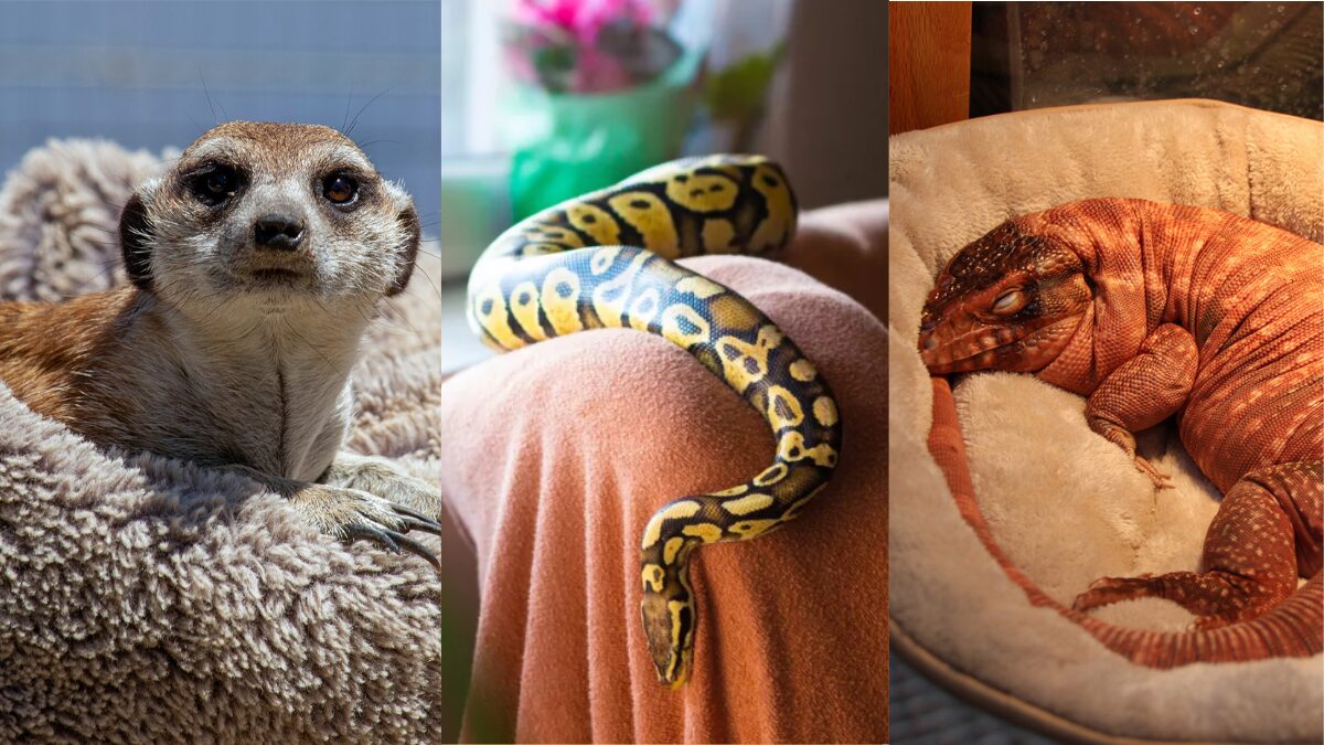 Where to Discover Exotic Pets & Reptiles in Klang Valley