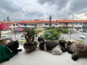 image of 3 cats at cafe