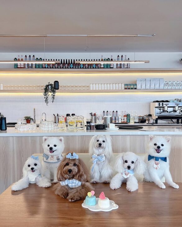 Pet friendly dining in Klang Valley