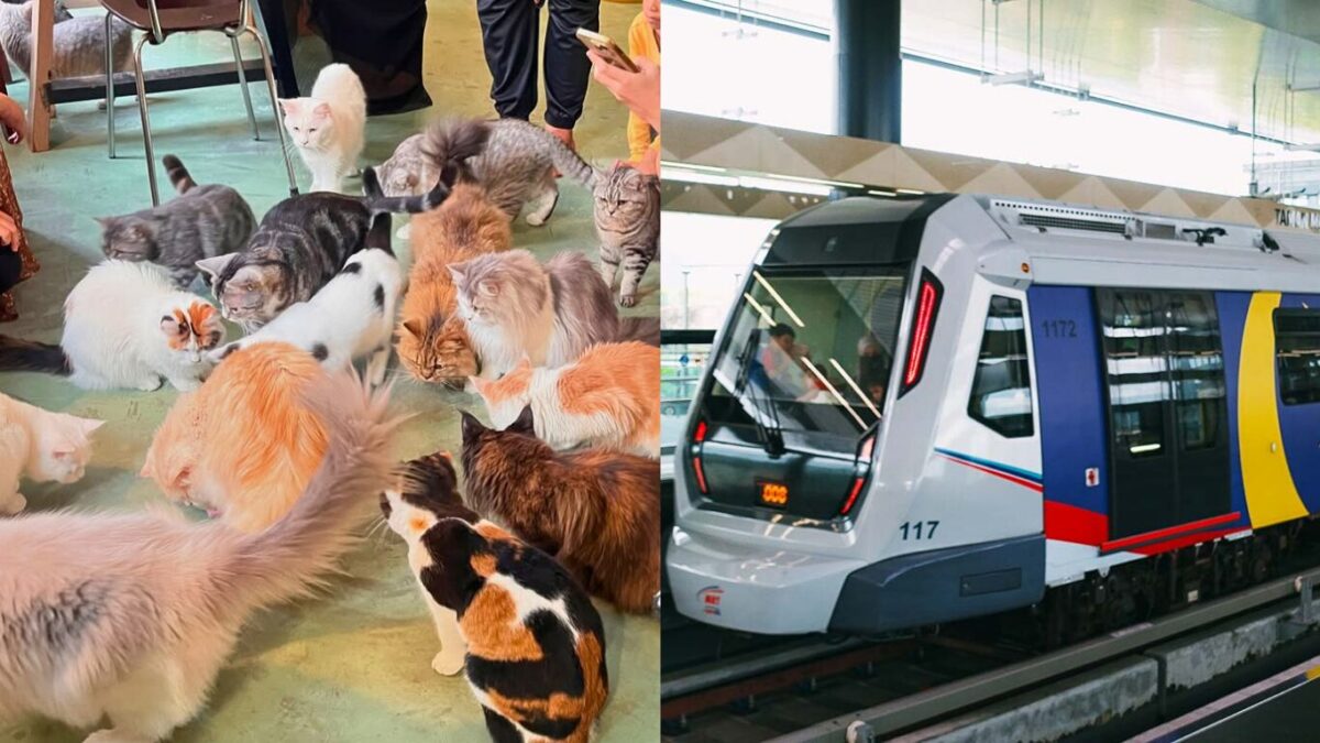 Top Cat Cafes Near MRT & LRT Stations for Cat Lovers & Foodies